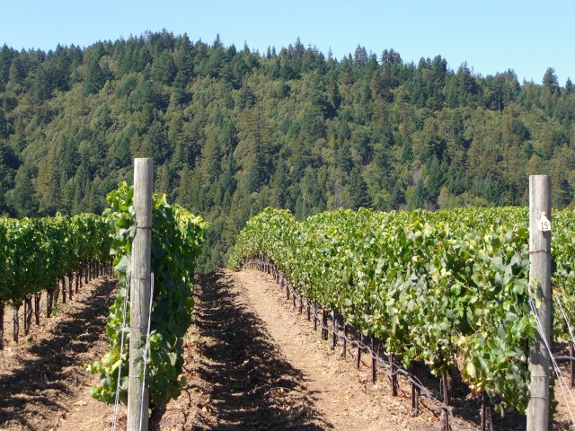 Fort Ross Seaview Vines