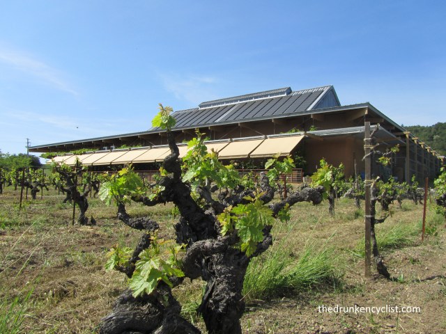 The old and the new: a 100 year old zin vine with the solar panel covered winery in the back ground.