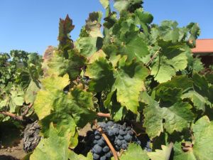 Head pruned Zinfandel vines dominate Henderlong Vineyard, which has been in Lee Nalle's family since 1927.