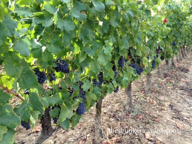 I also felt the need to sample just a couple Grenache grapes--pretty close to ready if you ask me --perhaps another few weeks.