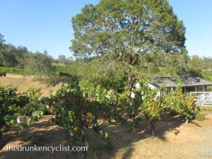 You can just make out the tasting room to the right of the large oak tree.