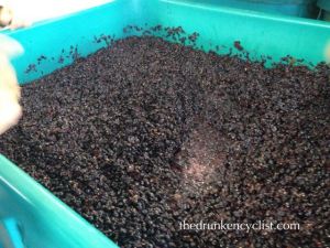 After the hour or so tasting, we headed over to the Papapietro Perry building where Anthill makes their wines and peeked in one of the fermenters from the recently completed harvest.