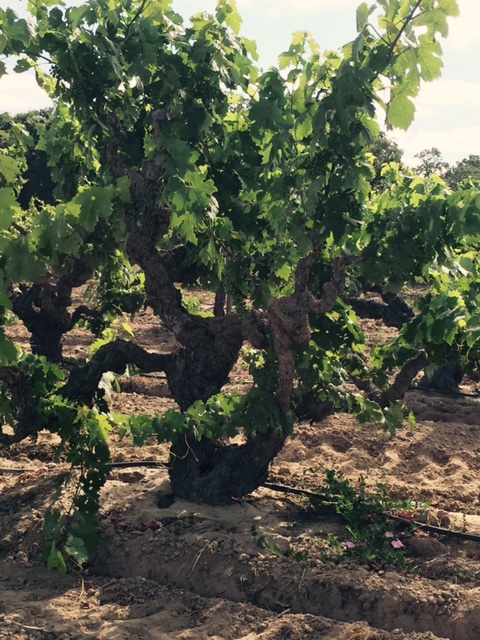 We went into a lot of vineyards, this is a 100 year old vine in the Schmeidt Vineyard.