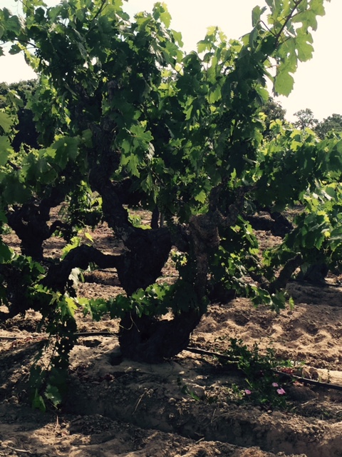 A neraly 100 year old Zinfandel vine--this one from the Schmiedt Vineyard
