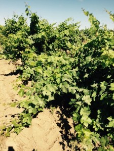 Across the lane from Schmiedt: overgrown and seemingly unkempt.