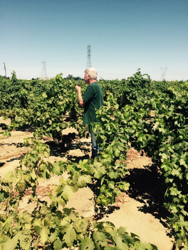Layne in the vineyard.