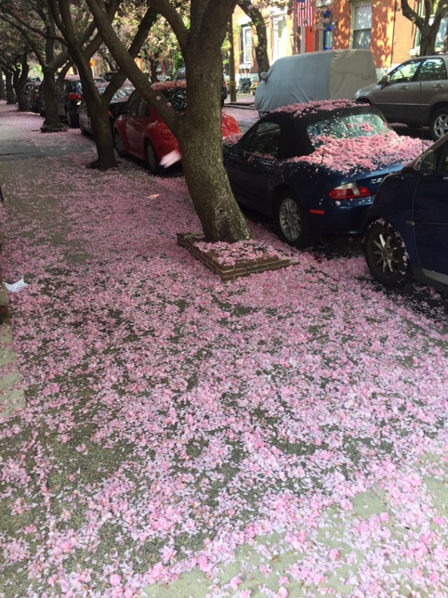 My street after it rained....