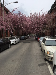 Our street in Spring.