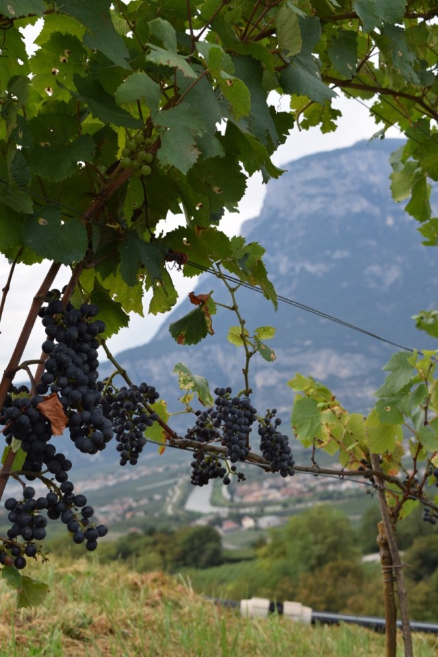 We quickly drove up into the vineyards and inspected some Pinot Noir.