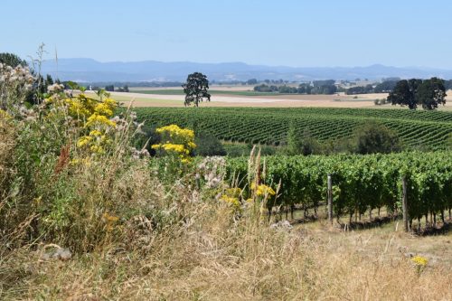 Johan Vineyards is nothing if not bucolic.